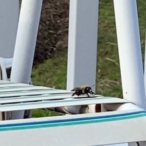 Meet your Posher, Hamid